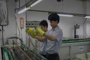 Workers adding a plating finish to badges